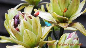 Лилия азиатская махровая Мистери Дрим (lilium) ? обзор: как сажать, луковицы лилии Мистери Дрим