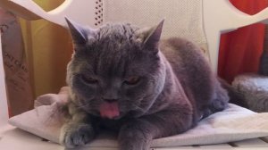 кот Жорик 🐱🐱🐱