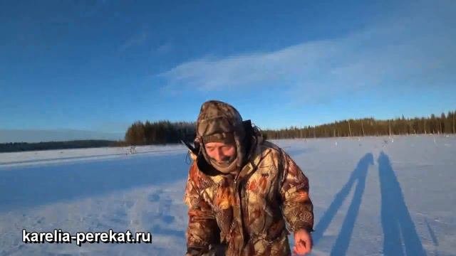 Сегозеро, ламбушки!#рыбалка_в_карелии#зимняя_рыбалка#услуги_егеря#гостевой_дом_перекат