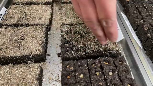 Finishing Up Soil Blocking Cold Hardy Annuals | Update on Snapdragons, Ranunculus, and Anemones. смотреть онлайн