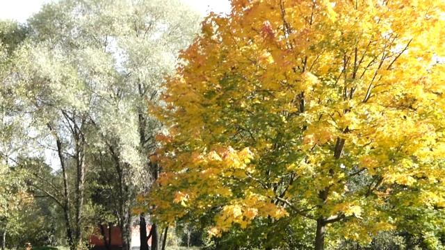 # 32 Москва, Строгино, лес в 2 мин от ул Твардовского смотреть онлайн