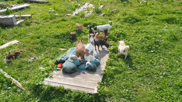 ПЛЮСЫ РЕЗЕРВА Щенка породы ЧИХУАХУА по ВИДЕО / купить щенка в питомнике РКФ Мари Мистик продаю чиху