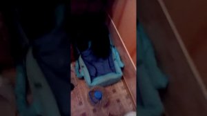 Такса погрызла обувь