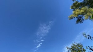 Ястреба нынче не в моде! Орлы новый бич голубеводства.. Орлы атакуют голубей 05.09.22