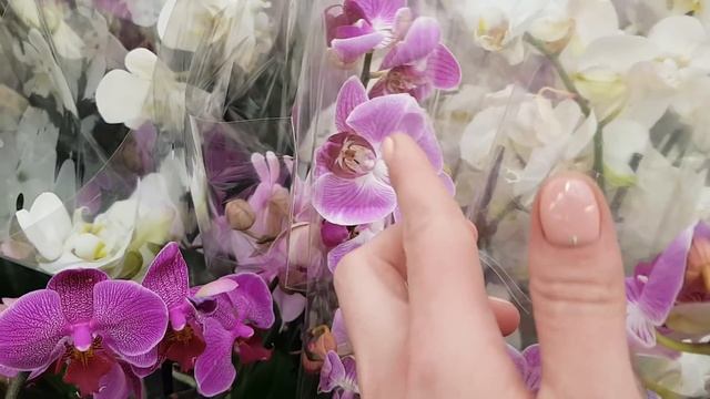 Обзор орхидей ОБИ МЕГА БЕЛАЯ ДАЧА 03.02.2018 смотреть онлайн