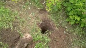 САМЫЕ ДЕШЁВЫЕ ШПАЛЕРЫ ДЛЯ МАЛИНЫ! ШПАЛЕРЫ ДЛЯ МАЛИНЫ СВОИМИ РУКАМИ! (1ЧАСТЬ)))