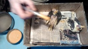 Выкормыши кореллы. Как кормить птенцов попугая. Первая кормежка.