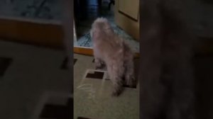 Наша КАВАПУ