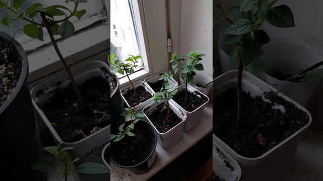 Разница в черенковании Гортензий в открытом грунте и теплицах. смотреть онлайн