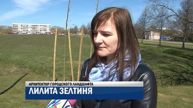 Субботник по посадке деревьев на улице Берзу смотреть онлайн