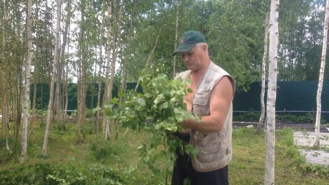Березовые веники надо заготовить правильно! смотреть онлайн