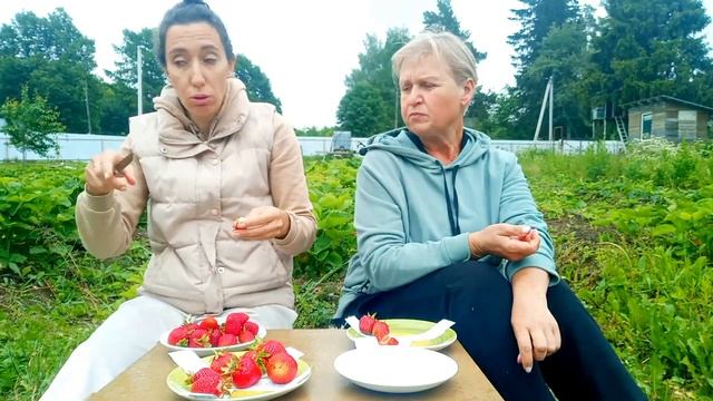 Дегустация клубники. Обзор. 12 сортов. Джоли, Альбион, Хоней, Барыня, Полка, Корона и др. смотреть онлайн