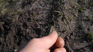 Шмурдиологи : Первый коп в поле с Minelab Quattro