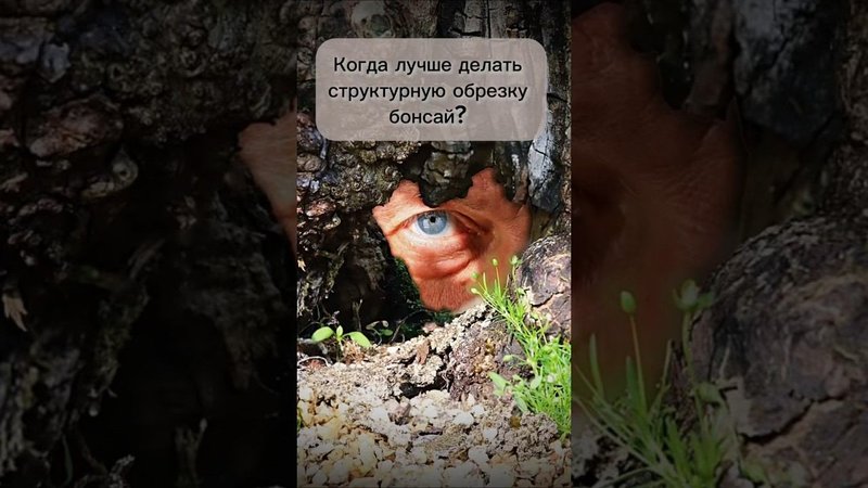 Когда лучше делать структурную обрезку бонсай?! #bonsai #бонсай #ниваки #сад #андрейдарусенков