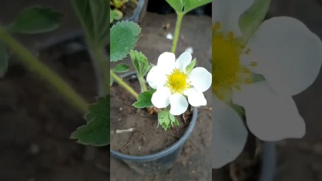 Определяем вес ягоды по цветам! смотреть онлайн