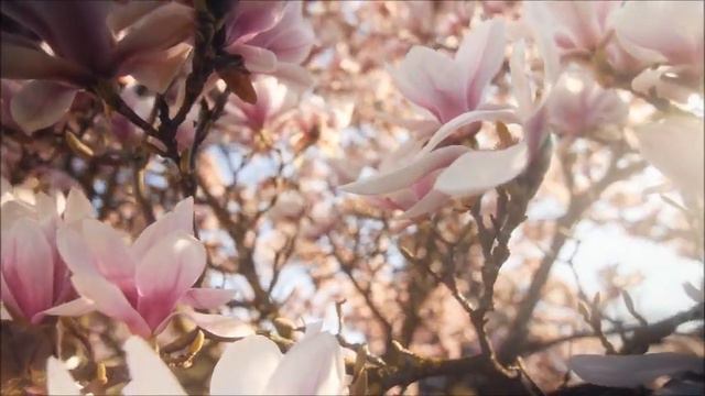 Весеннего настроения! смотреть онлайн