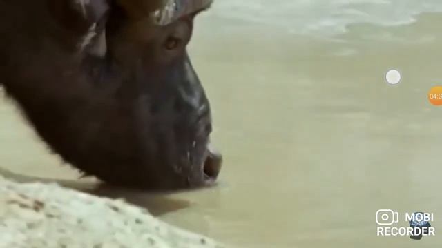 на что вода горячо солнце дерево трава камень крокодил акула на речку вода горячо