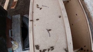 Пчелопакет из Узбекистана.Честный обзор.A bee package from Uzbekistan. An honest review.