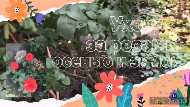"Готовим розы к зиме" смотреть онлайн
