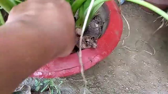 Alocasia cucullata common name Buddha's hand plant смотреть онлайн