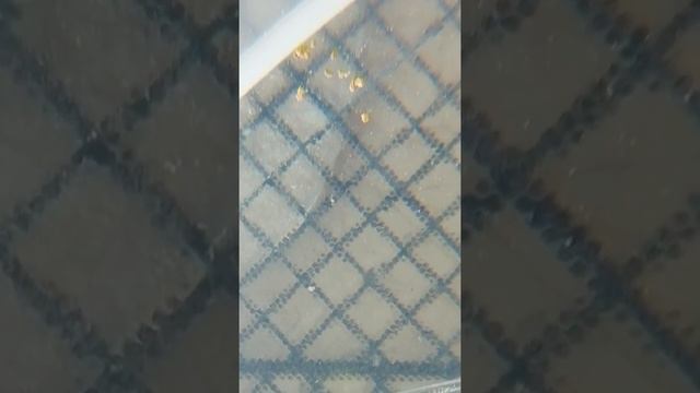 Золото добыча смотреть онлайн