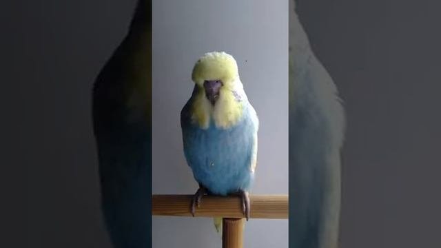 Выставочные волнистые попугаи (чехи)