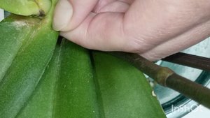 Пятно на орхидее, результат недостатка света. Толстянка не помогла. Орхидея растет в пустой вазе