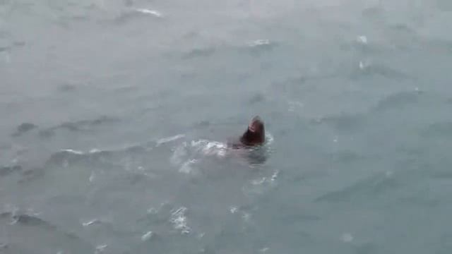 Сивуч поёт песни! смотреть онлайн