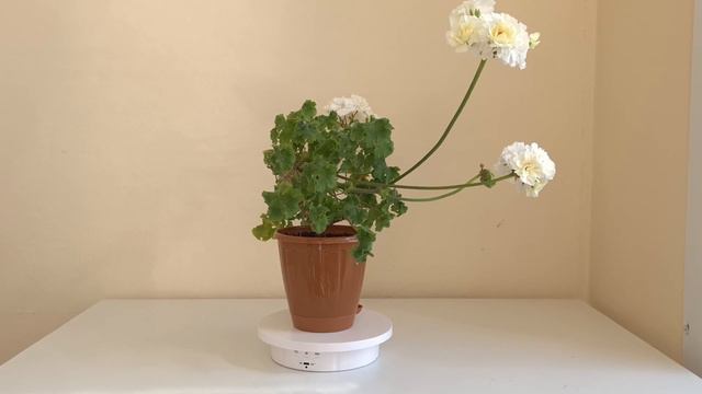 Зонартик Rushmoor Rhone смотреть онлайн