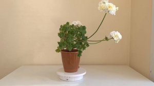 Зонартик Rushmoor Rhone