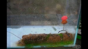 Наживка тигровый орех, тигровый орех любимая наживка карпа, тигровый орех для ловли карпа