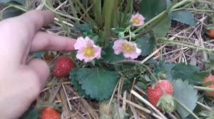 Земляника Тристан F1(самая вкусная земляника)