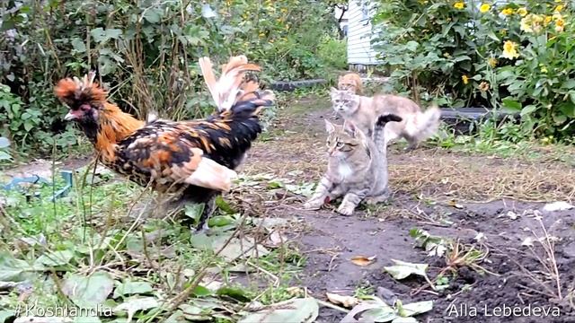 Siberian Farm cats  Tyoma and Vasya. Pavlovsky Rooster, Павловский  Петушок, Вася и пёрышко Солнышк