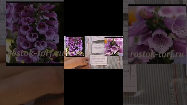 Проф семена из магазина Росток- Торф, обзор заказа