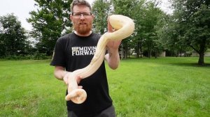 Burmese Python, Anaconda , Albino Boa OUTSIDE - ENJOYING THE SUN