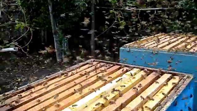 Просушка рамок пчелами после откачки меда смотреть онлайн
