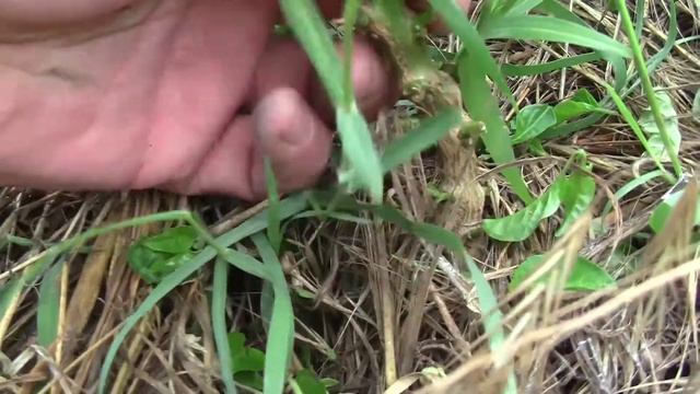 44. Первые летние потери, приплод и дожди. смотреть онлайн