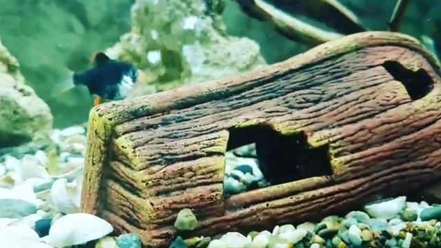 Пираньи: красный паку. Деление территории. смотреть онлайн