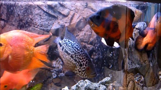 Кормление Астронотусов креветками и мидией смотреть онлайн