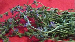 Иссоп лечебные свойства, пряная трава