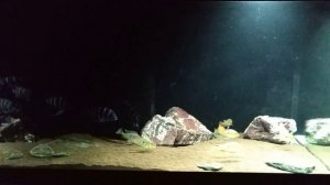 Замена прожекторов в аквариуме