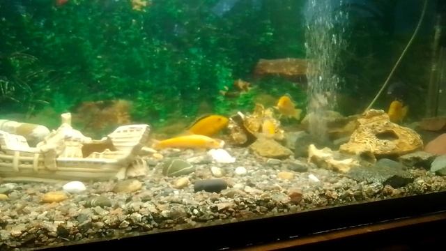 Мой аквариум с цихлидами на 400 литров