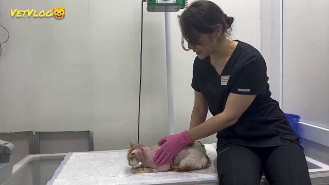 Тяжелое заболевание,  продолжение... смотреть онлайн