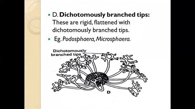 FUNDAMENTALS OF PLANT PATHOLOGY (Classification of Fungi Part-5) смотреть онлайн