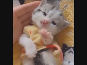 Эти забавные животные... (480p)
