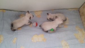 Малыши породы Той-Боб