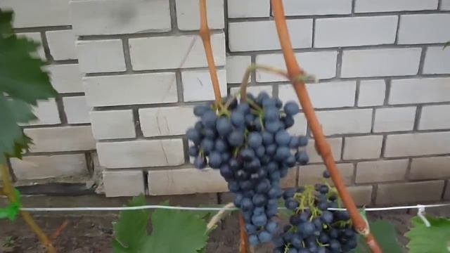 Монарх.