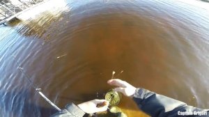 Плотва пошла на Ладожском озере весенняя рыбалка на крупную плотву
