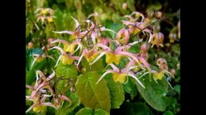 ГОРЯНКА  (EPIMEDIUM)  сем.  Барбарисовые