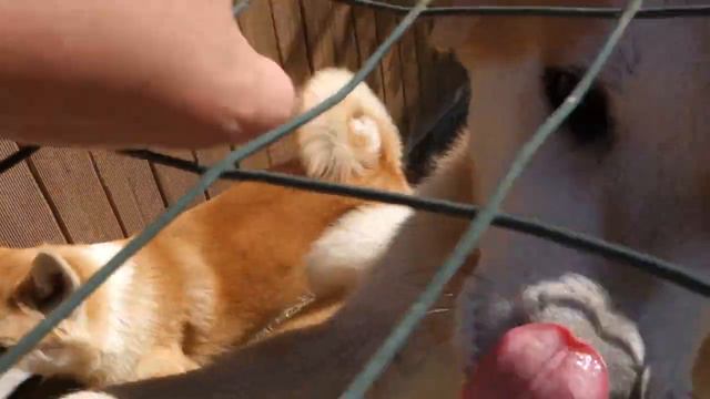 Милейшие Щенки Японской Акиты. Сицилия. Sweet puppies Japanese Akita. Sicily. смотреть онлайн